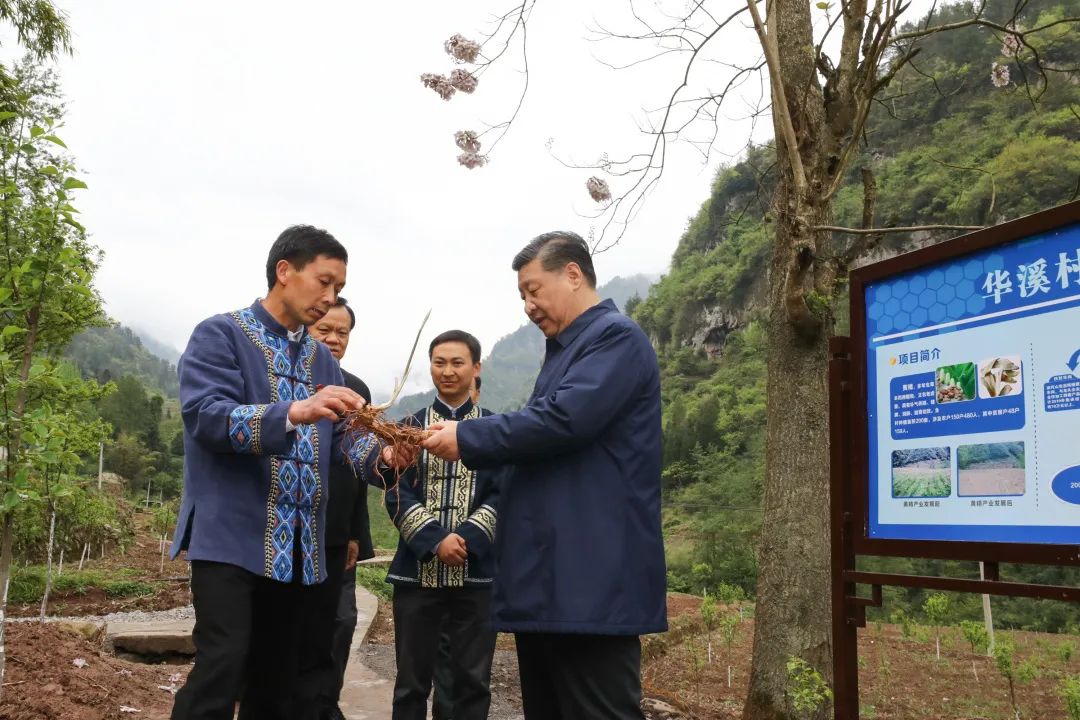 2019年4月15日，習(xí)近平在重慶華溪村考察特色經(jīng)濟作物帶動村民脫貧的情況。新華社記者 鞠鵬 攝