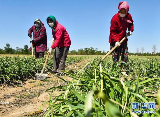  5月11日，農(nóng)民在山西省大同市云州區(qū)西坪鎮(zhèn)唐家堡村邊的黃花菜地里除草。新華社發(fā)（柴婷 攝）